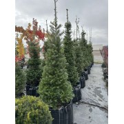 Ялиця корейська 180-220 см